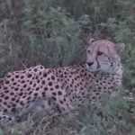 Lightning King South Africa